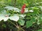 Red berries formed Devil`s club plant