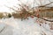 Red Berries Frozen on a Branch