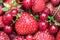 Red berries full frame fruit background texture