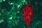 Red berries and green leaves Botany and green backgrounds Complementary colors