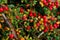 Red berries and green and yellow leaves background. Abstract colorful nature background. Cropped shot of Pyracantha plant.