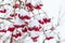 The red berries guelder rose covered with snow. Snowfall in the