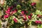 Red berries of hawthorn on a branch