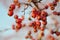 Red berries hawthorn in sunny autumn outdoors