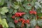 Red berries. Home garden, flower bed. Viburnum, a genus of woody flowering plants Adoxaceae