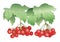 Red berries - illustration - vector viburnum