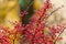 Red berries and leaves on barberry bushes. Autumn rainy day. BÃ©rberis