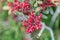 Red berries of a mastic bush Pistacia lentiscus