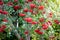 Red berries of mountain ash on a tree_