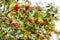 Red berries of mountain ash on a tree. Abundant crop of rowan berries_