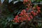 Red berries of Nandina domestica, heavenly bamboo or sacred bamboo