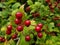 Red berries of ommon snowball.