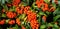 Red berries Pyracantha or Cotoneaster