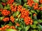 Red berries Pyracantha or Cotoneaster