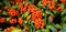Red berries Pyracantha or Cotoneaster. Panorama