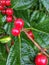 Red Berries after a rain