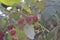 Red berries. Raspberry ordinary. Gardening