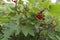 Red berries of a red currant shrub in the ripening period