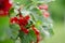 Red berries of red currants on a green bush in the garden post rain