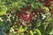 Red berries ripen on branches of shrubs