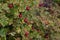 Red berries of Rosa spinosissima. Scottish rose fruits on bush, autumn season
