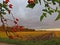 Red berries rosehips against the sky