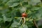 Red berries of a rosehips. Autumn, fall concepts