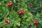Red berries of a rosehips. Autumn, fall concepts