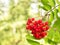 Red berries of rowan on the branch. Favourite food of birds