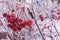 Red berries rowan in hoarfrost in the frost.