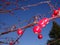 Red Berries Rowan Tree and blue winter sky