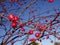 Red Berries Rowan Tree and blue winter sky