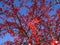 Red Berries Rowan Tree and blue winter sky
