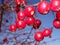 Red Berries Rowan Tree and blue winter sky