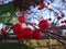 Red Berries Rowan Tree on the branches