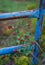 Red berries and a rusted blue gate