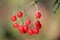 Red berries of Solanum dulcamara or bittersweet nightshade
