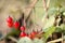 Red berries of Solanum dulcamara or bittersweet nightshade