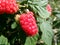 Red berries - tayberry