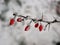 Red berries on a twig with snow and ice in winter