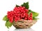 Red berries of viburnum