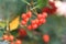 Red berries of viburnum