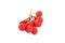 Red berries of Viburnum arrow wood or Rowan isolated on white background