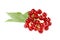 Red berries of viburnum on a branch with leaves isolated