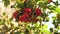 Red berries of viburnum on a bush in the forest. Branch of red Viburnum in the garden. Viburnum berries and leaves of