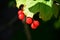 Red berries of viburnum on a bush in the forest. Branch of red Viburnum in the garden. Viburnum berries and leaves of viburnum