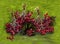 Red berries of viburnum on a green background.