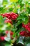 Red Berries of Viburnum (Guelder rose) in garden