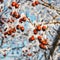 Red berries of viburnum with hoarfrost on the branches