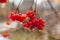 Red berries of a viburnum with raindrops